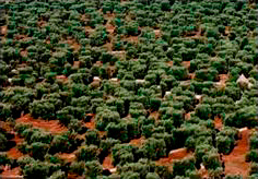 Valle di olivi secolari